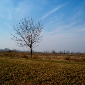 dravche