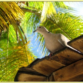 caribbean bird..