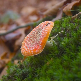 muhomorka-stara planina