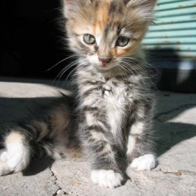 Kote
