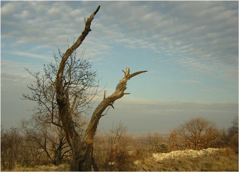 Оцеляло
