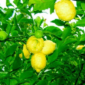 limoni