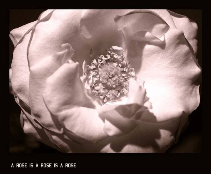 *Simple rose*
