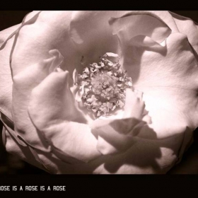 *Simple rose*