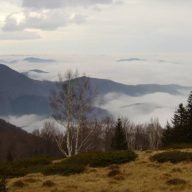 berkovica(kom)