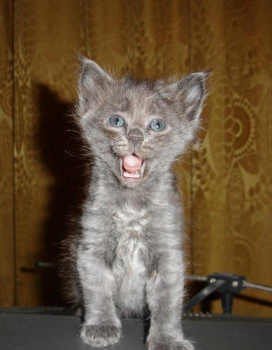 Коте певец : )