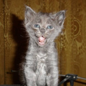 Коте певец : )