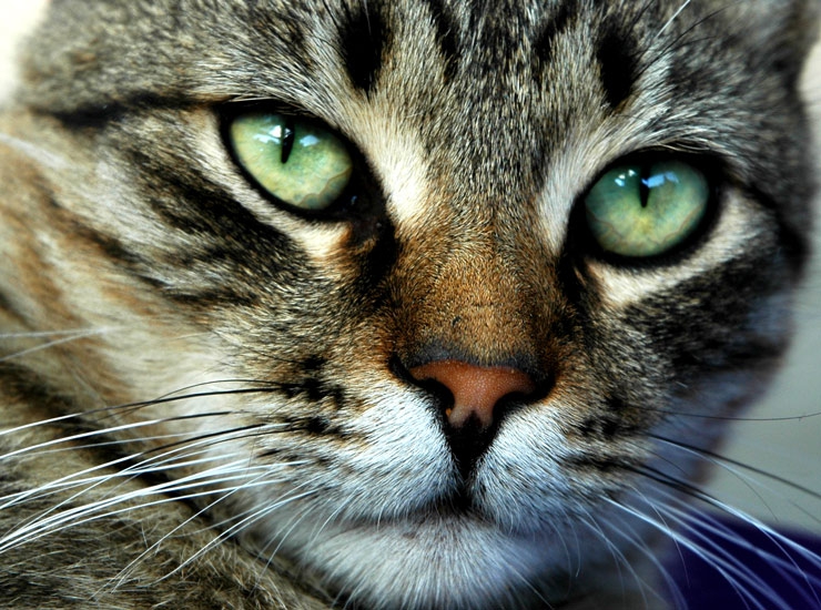 cat stg3