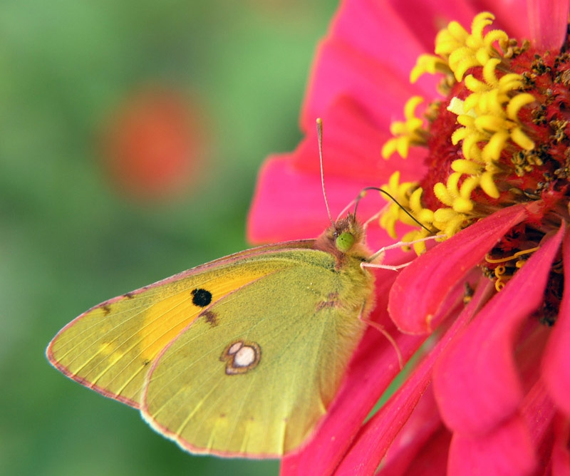 зеленоока - оранжева ливадна пеперуда (Colias crocea)