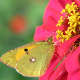 зеленоока - оранжева ливадна пеперуда (Colias crocea)