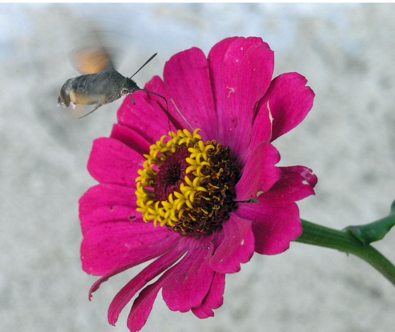 гълъбова опашка  2 (Macroglossum stellatarum)