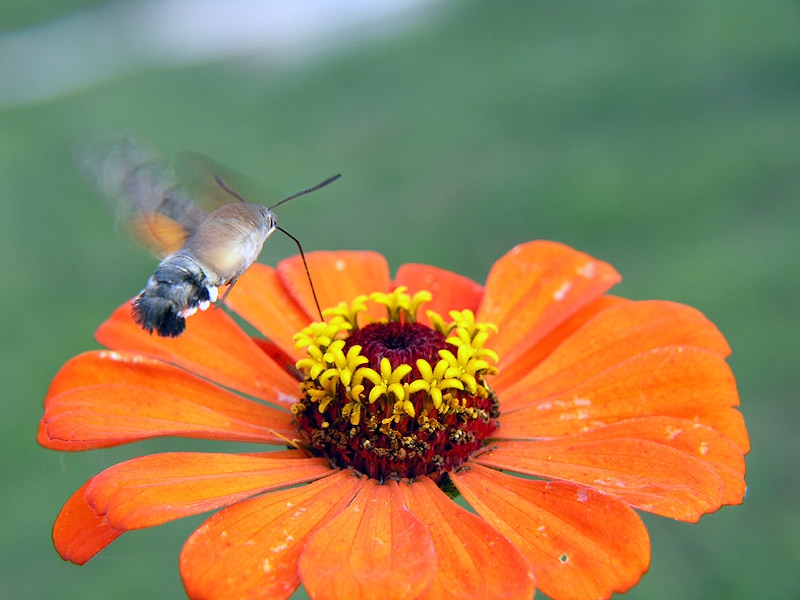 гълъбова опашка(Macroglossum stellatarum)