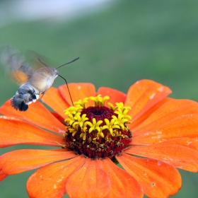 гълъбова опашка(Macroglossum stellatarum)