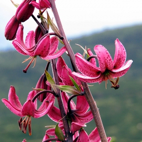 Петров кръст / Lilium martagon /