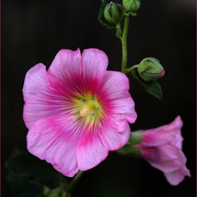 Alcea rosea