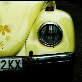 Daisy