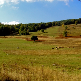 Старопланиско, Врачански, овчарски мотиви