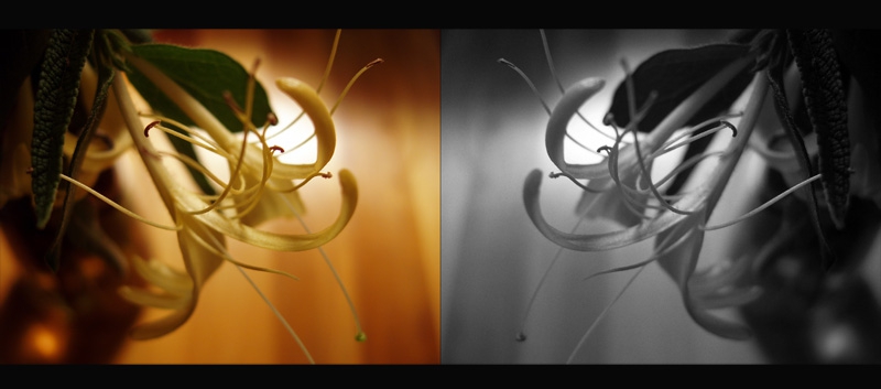 Magic Flower