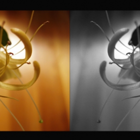 Magic Flower