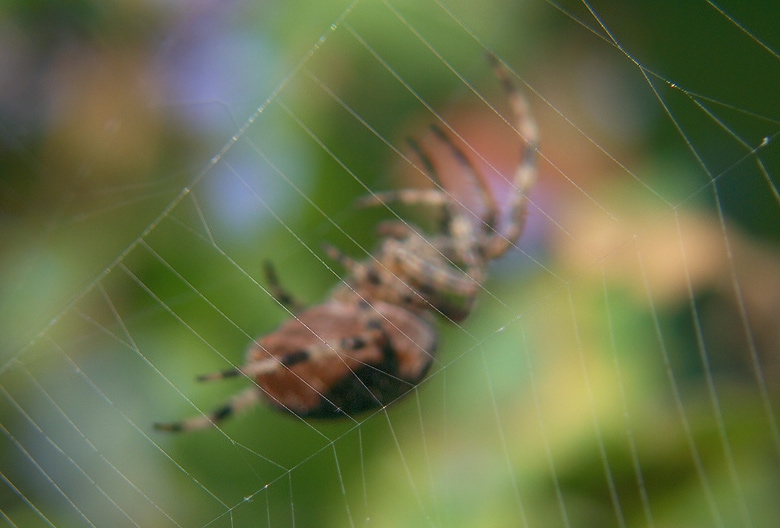web