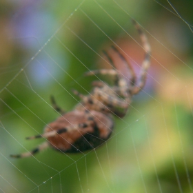 web