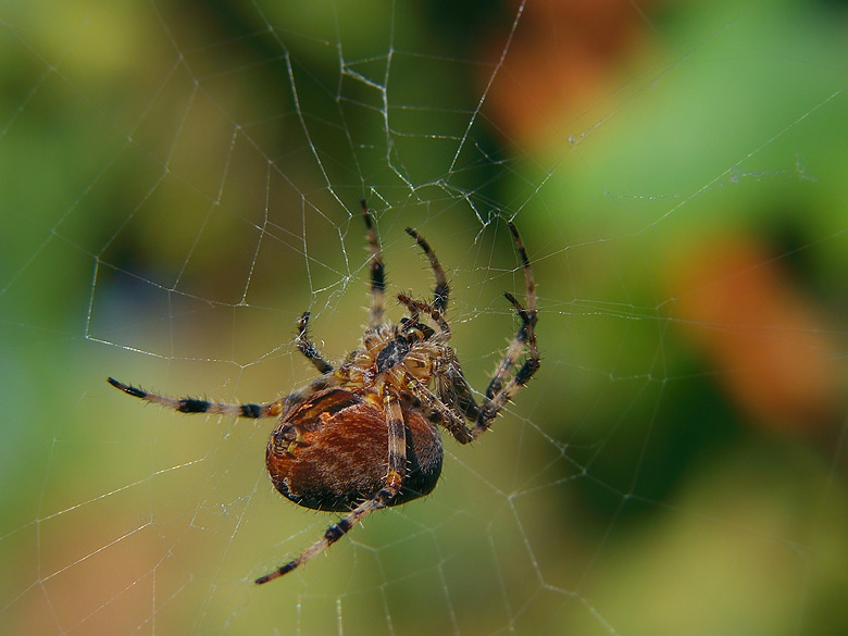 spidy