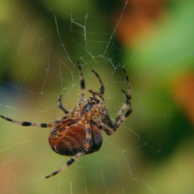 spidy