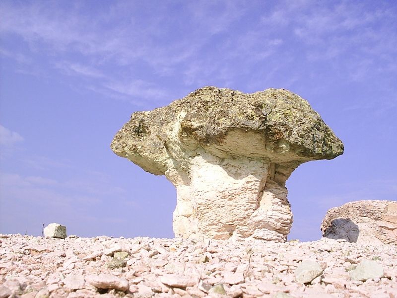 Каменна гъба