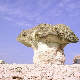 Каменна гъба