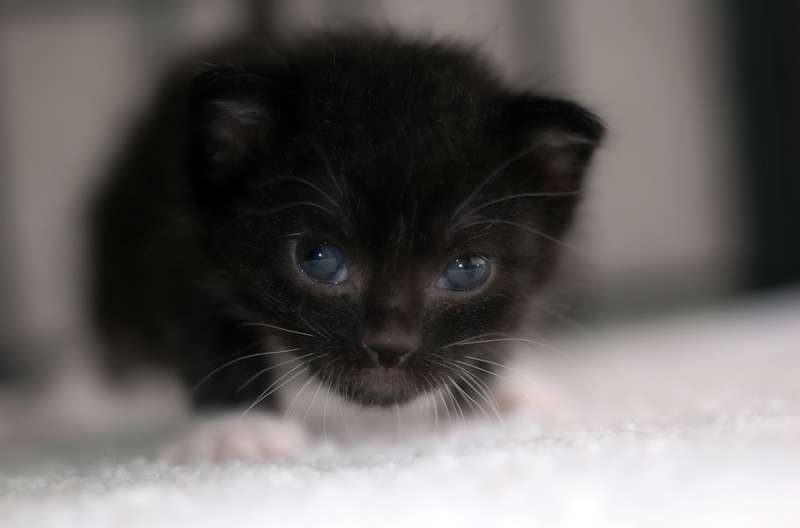 Black Cat