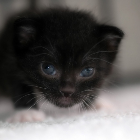 Black Cat