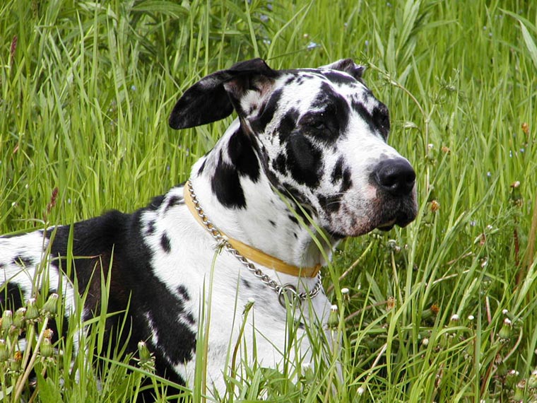 Klio
