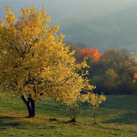 полянки, горички