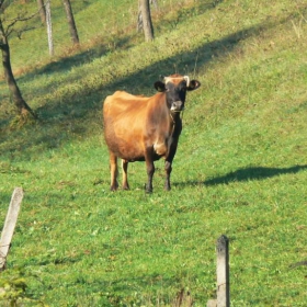 Крава