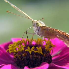 венерина седефка (Argynnis paphia)