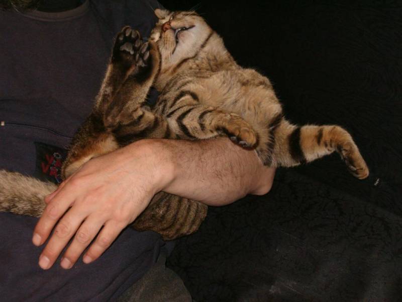 Liquid cat