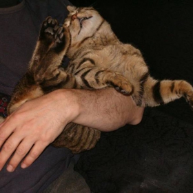Liquid cat