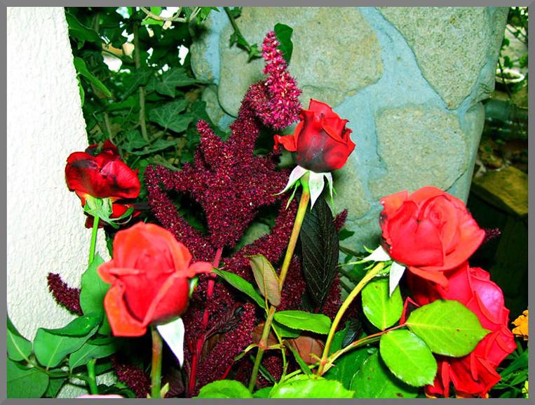 rose