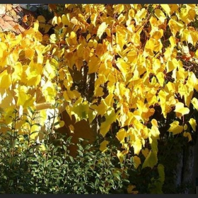 есен  2006г.