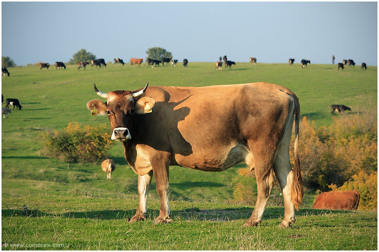Portrait of a cow :)))