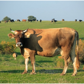 Portrait of a cow :)))