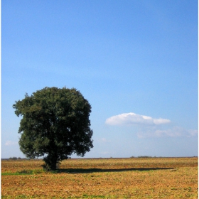 Едно
