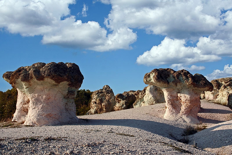 mushrooms?
