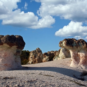 mushrooms?