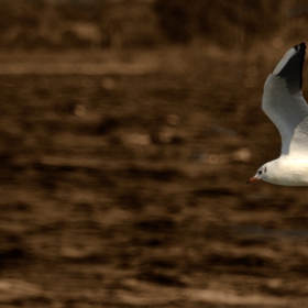 Flight of the gull