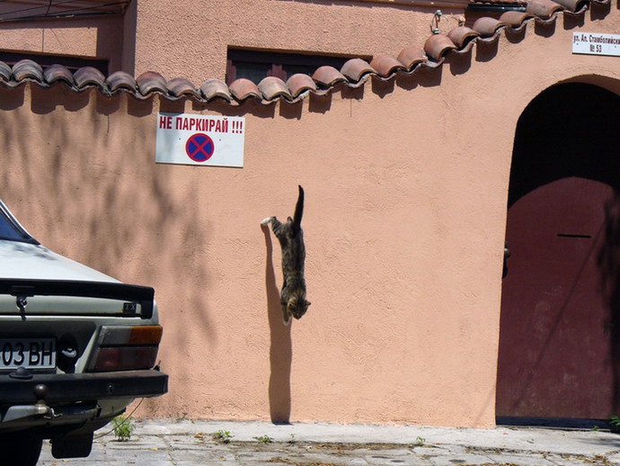 The matrix cat - Meo