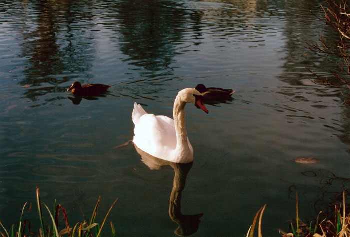 Swan