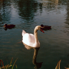 Swan
