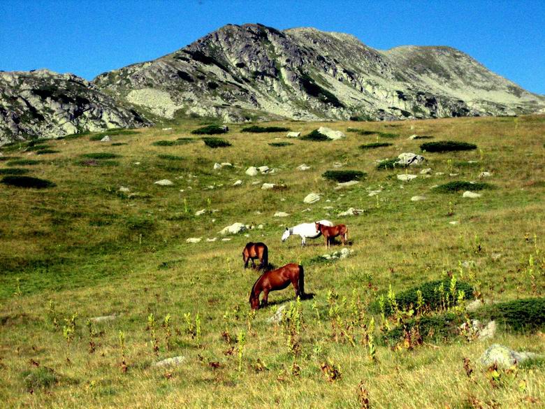 Мустанги в Рила