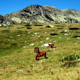 Мустанги в Рила